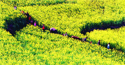 汉阴油菜花节