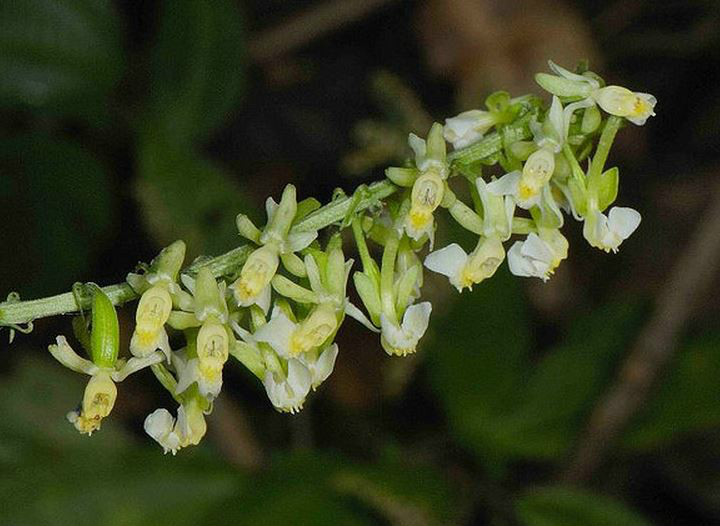  p>剑叶虾脊兰(学名: i>calanthe davidii /i>  franch.