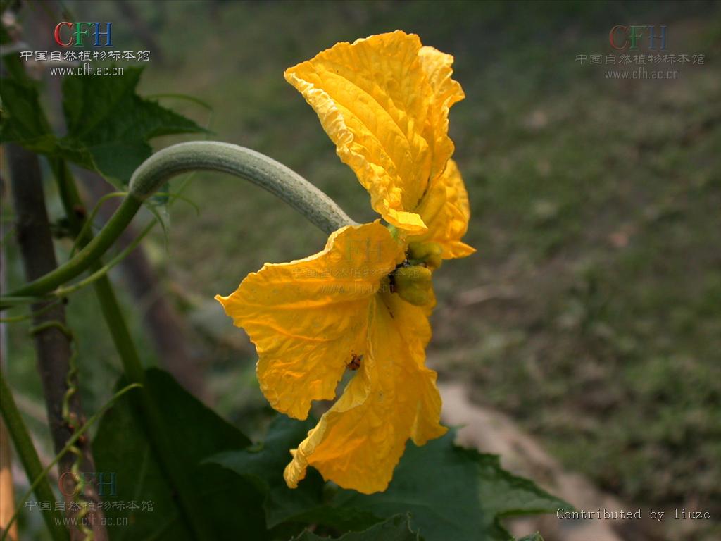  p>丝瓜属(luffa mill.