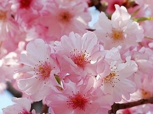  p>樱花(学名: i>cerasus   /i>sp.