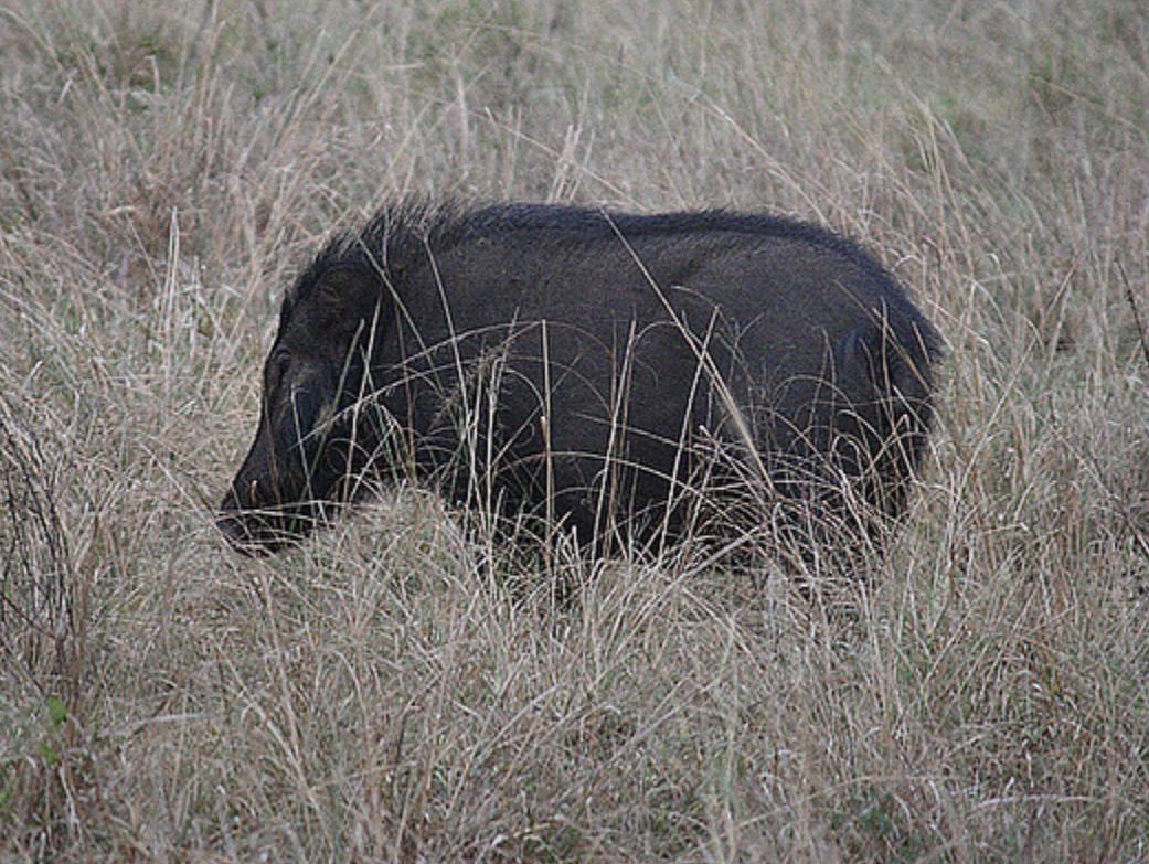  p>大林猪属(学名: i>hylochoerus /i>):是哺乳纲, a href="#" data