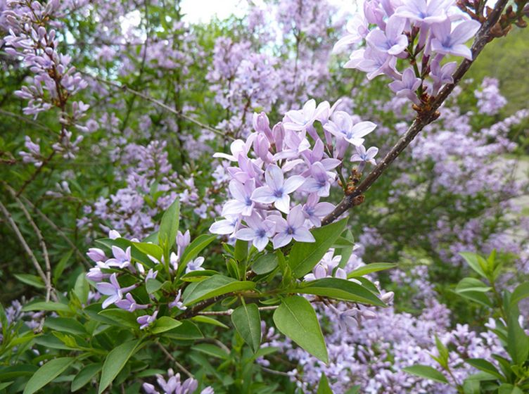  p>华丁香(学名: i>syringa protolaciniata /i> p. s.