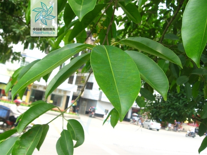  p>海南蒲桃(学名: i>syzygium hainanense /i> chang et miau)是