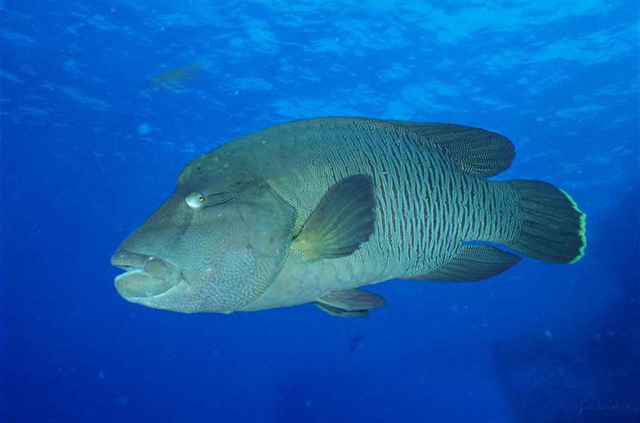  p>波纹唇鱼(学名: i>cheilinus undulatus /i>):体延长而呈长卵圆形