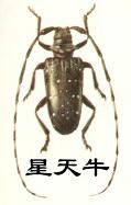 柑橘星天牛