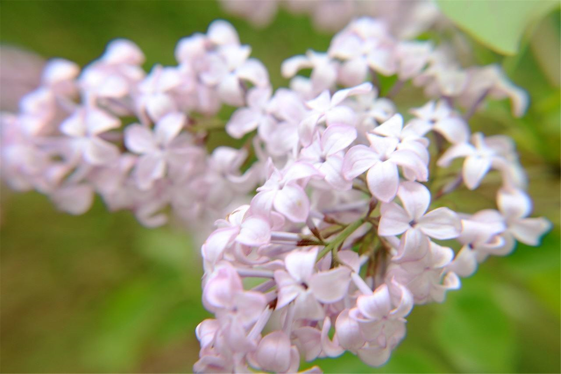  p> b>暴马丁香 /b>(学名: i>syringa reticulata /i> (blume) h.