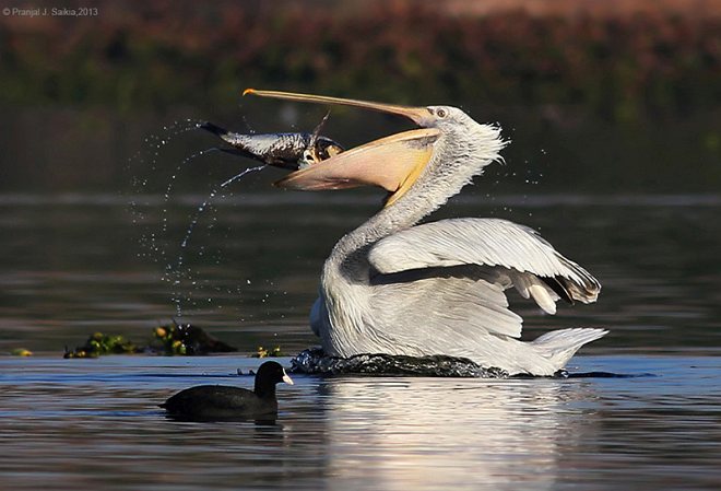  p>卷羽鹈鹕(学名: i>pelecanus crispus /i>)是一种大型的白色水鸟