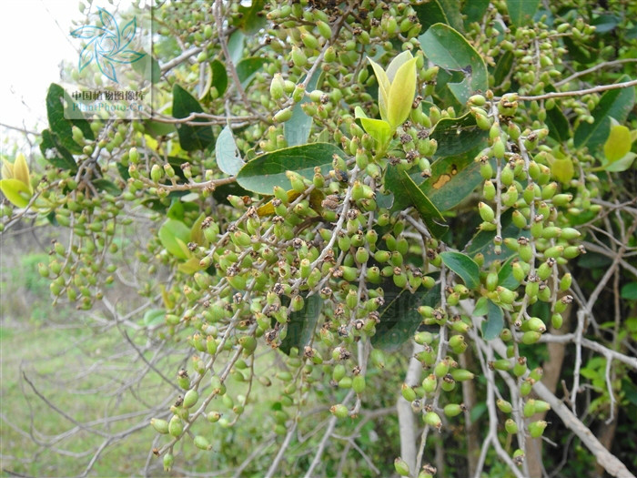  p>珠仔树(学名: i>symplocos racemosa /i> roxb.