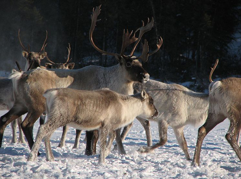migratory woodland caribou