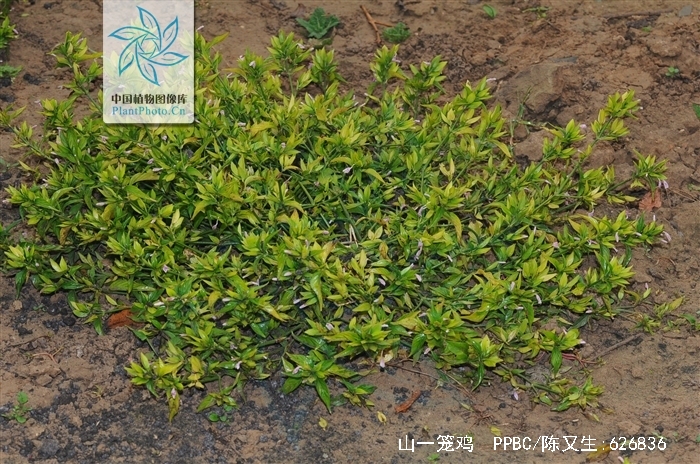 为爵床科山一笼鸡属植物山一笼鸡 i>gutzlaffia aprica /i> hance的根