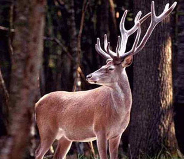  p>东北马鹿(学名:cervus elaphus xanthopygus)是马鹿的亚种之一