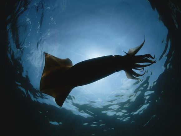  p>洪堡乌贼,又叫美洲大赤鱿,它们体重超过45千克,身长超过2米,头部有