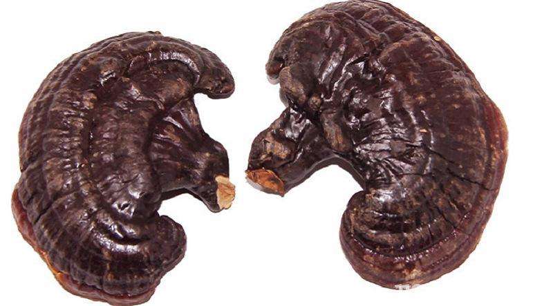 吉林长白山灵芝