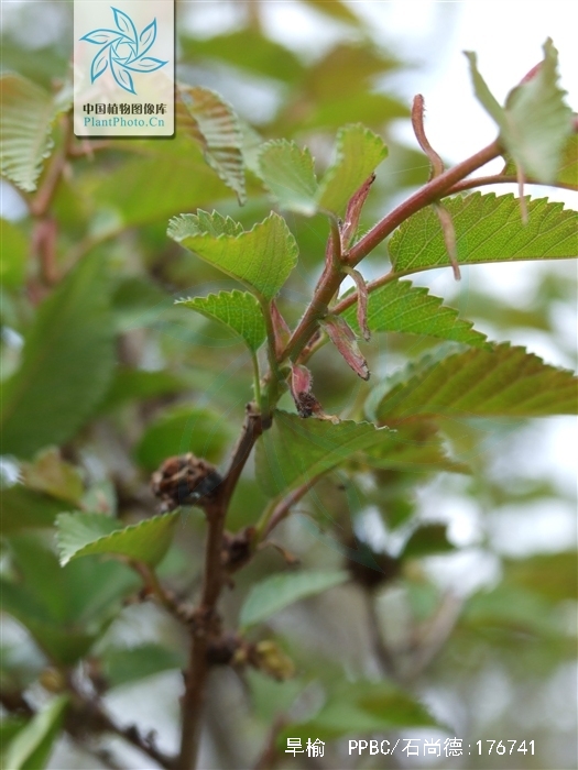  p>旱榆(学名: i>ulmus glaucescens /i> franch.