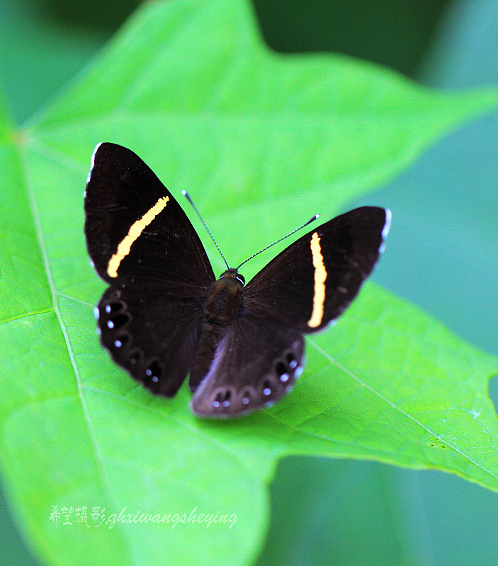  p>白带褐蚬蝶(学名:abisara fylloides)为 a target="_blank" href="