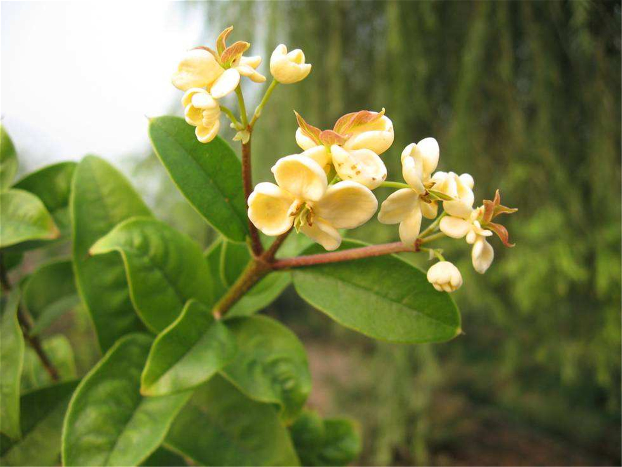 osmanthus fragrans tian xiang tai ge
