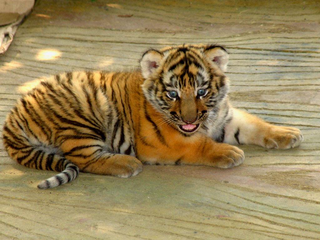 黑龙江哈尔滨东北虎林园