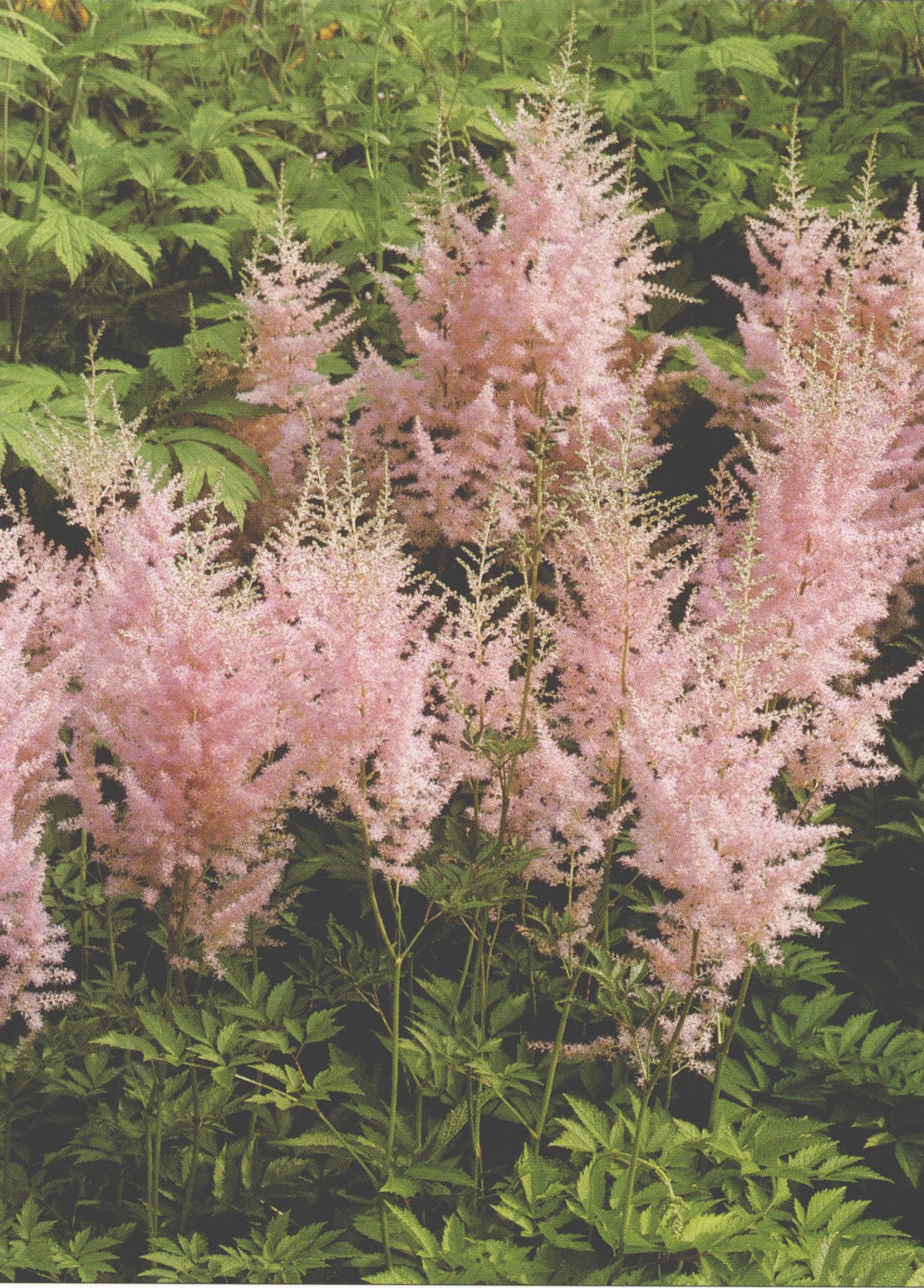astilbe chinensis (maxim.) franch. et savat.
