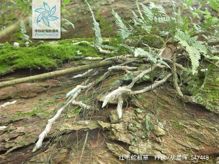 ">茜草科 /a> a href="#" data-lemmaid="3489860">蛇根草属 /a>植物