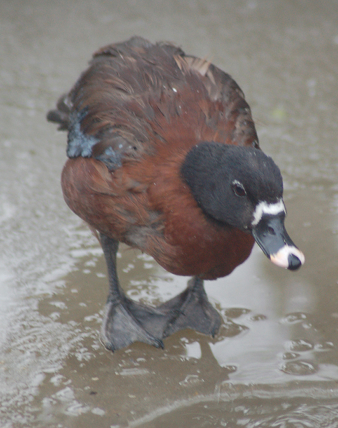  p>黑头凫(pteronetta hartlaubii)是非洲森林中一种呈深栗色的鸭.