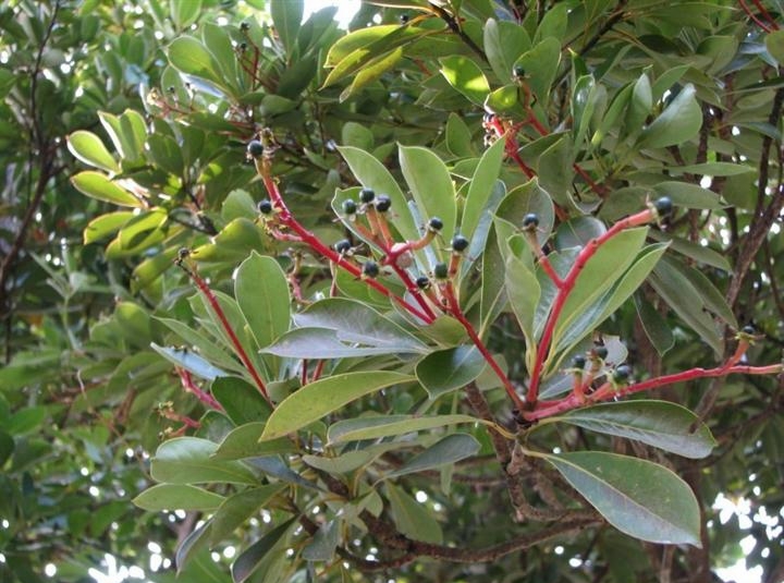 是樟科,润楠属常绿中等 a target="_blank" href="/item/乔木/33239"