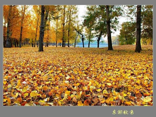 桦树叶_百度百科