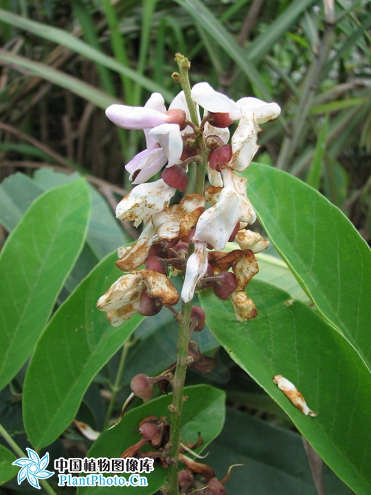  p>厚果崖豆藤(学名: i>millettia&nbsp;pachycarpa /i>&nbsp