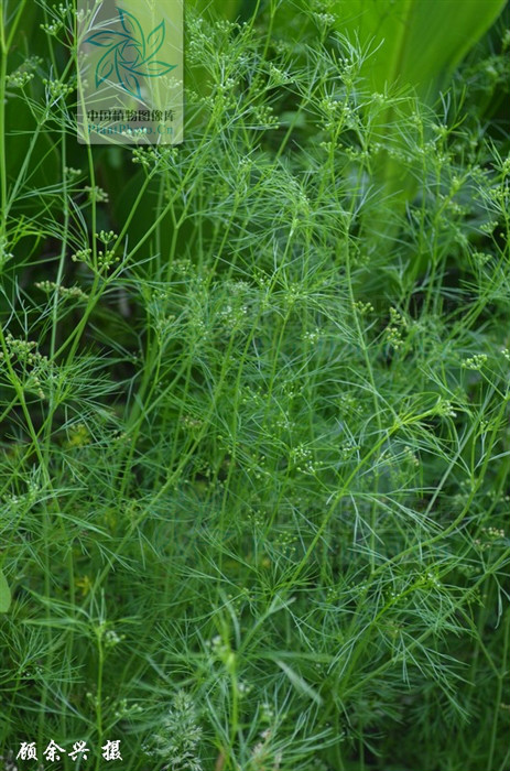  p>细叶旱芹(学名: i>apium leptophyllum  /i> (pers.) f. muell.
