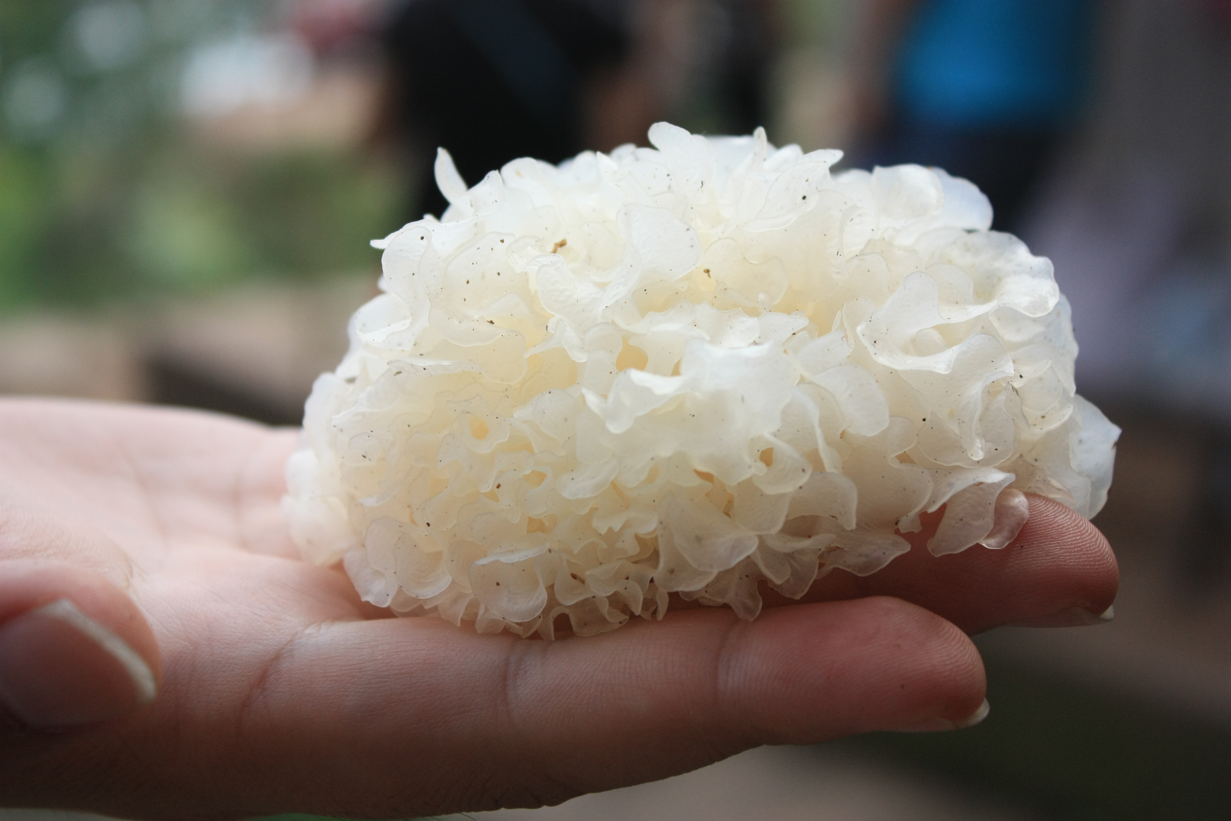  p>椴木银耳其实是"段木银耳"的误称.