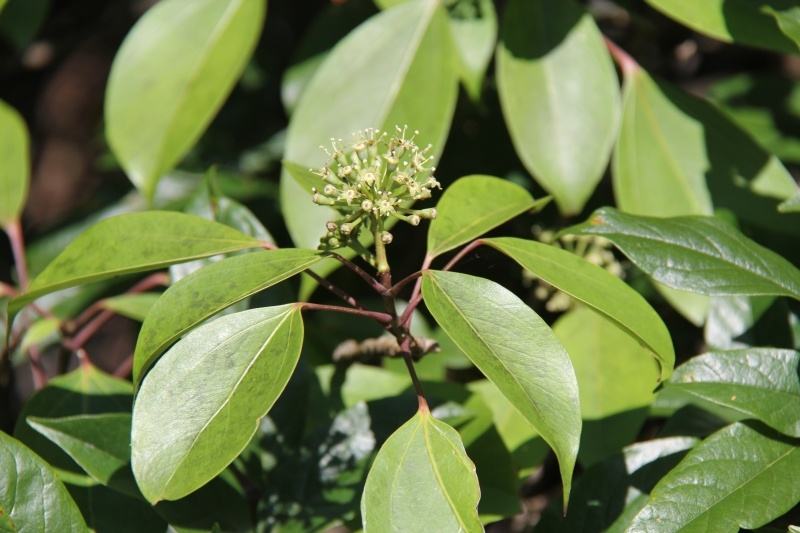 是五加科,树参属乔木或 a href="#" data-lemmaid="1520017">灌木 /a