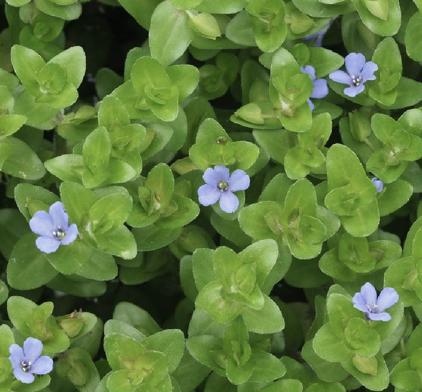  p>假马齿苋(学名: i>bacopa monnieri /i> (l.) wettst.