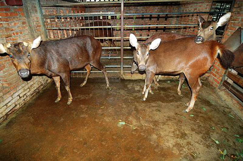  p>水鹿台湾亚种(学名:cervus unicolor swinhoei)亦称台湾水鹿,是