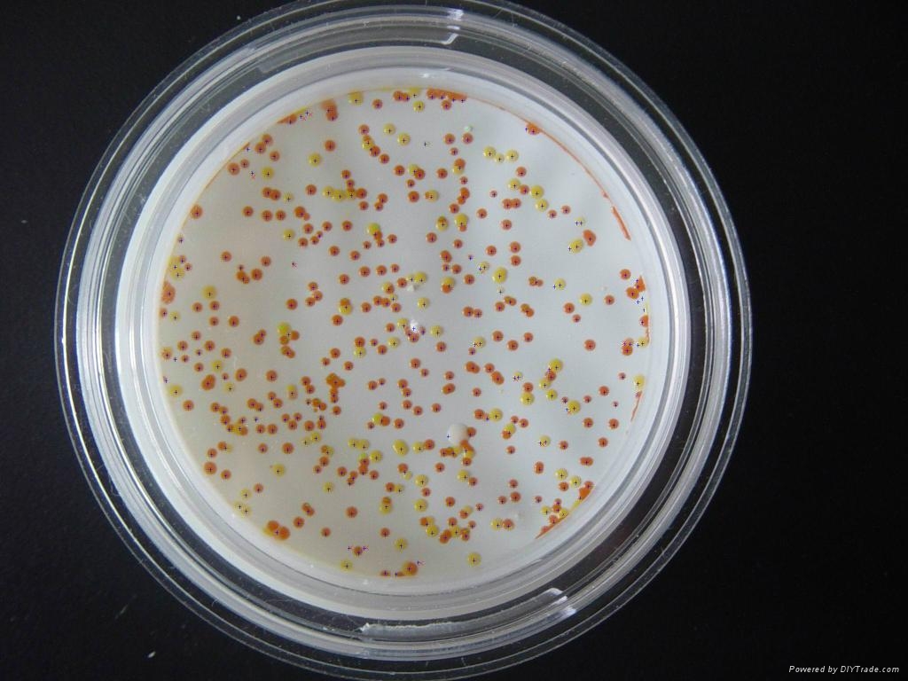 aureus)也称"金葡菌",隶属于 a target="_blank" href="/item/葡萄