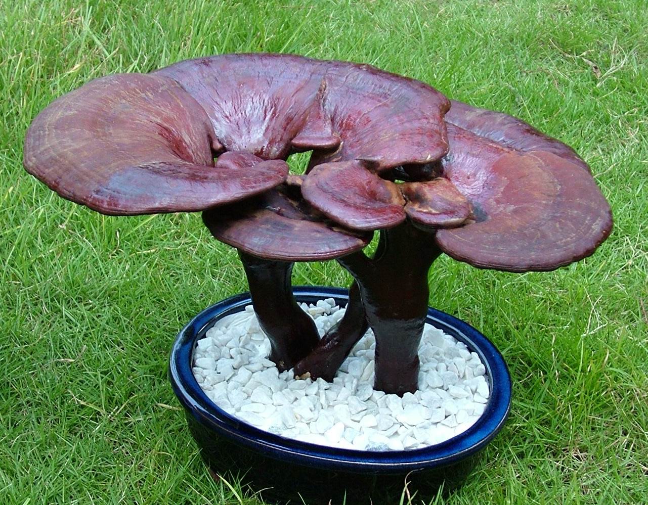  p>粗柄假芝担子果一年生,有柄,木栓质到木质,菌盖略圆形, 3-13cm,厚8