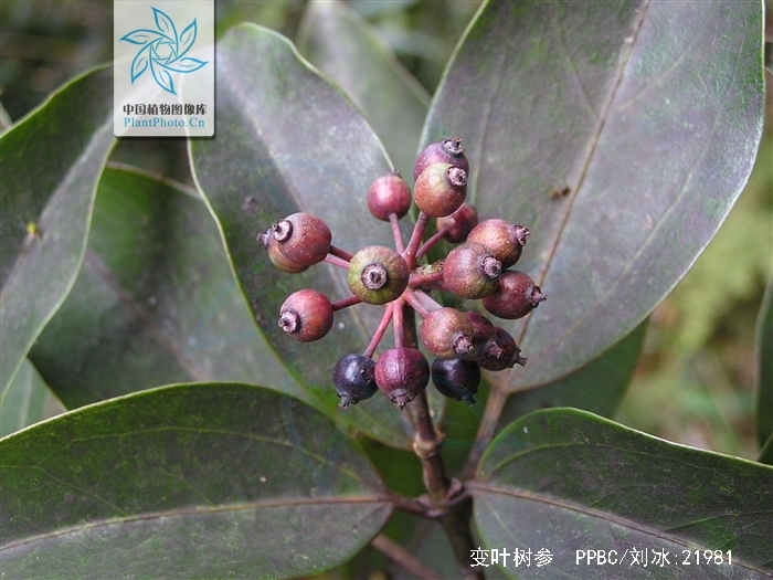 变叶树参