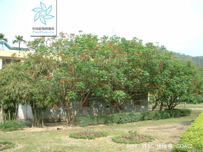  p>刺桐(学名: i>erythrina variegata /i> linn.