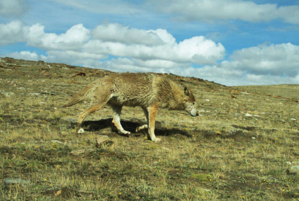  p>喜马拉雅狼(学名: i>canis himalayensis /i>):是哺乳纲,犬科的一