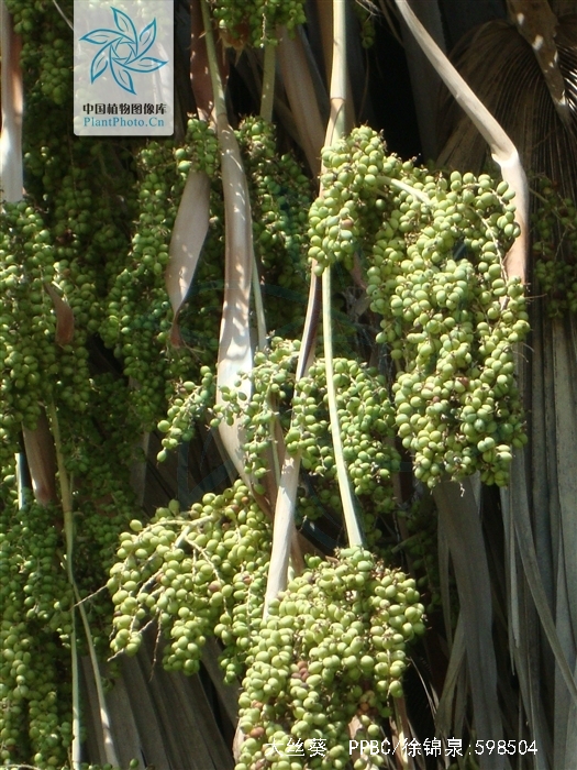  p>大丝葵(学名: i>washingtonia robusta /i> h. wendl.