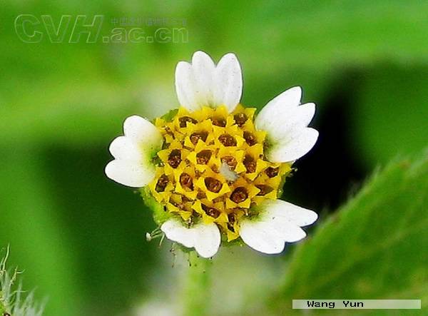 "#" data-lemmaid="2659935">菊科 /a>,一年生革本;叶对生;头状花序小