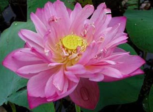  p> b>俊杰: /b>是荷花的品种之一.