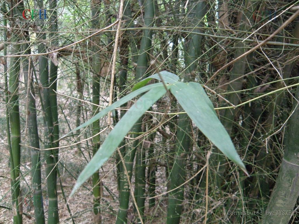  p>霞山坭竹是 a href="#">禾本科 /a> a href="#">簕竹属 /a>禾本