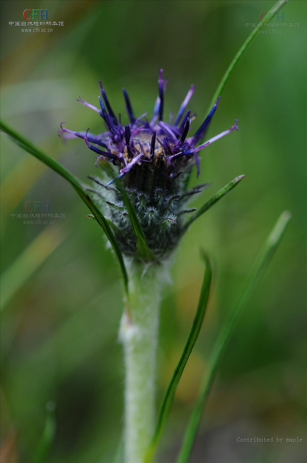  p>异色风毛菊(学名:saussurea brunneopilosa)为 a target="_blank"