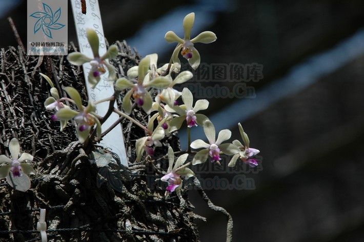 phalaenopsis wilsonii rolfe