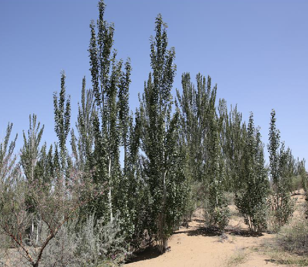  p>新疆杨(学名: i>populus alba /i> var.  i>pyramidalis /i> bge.