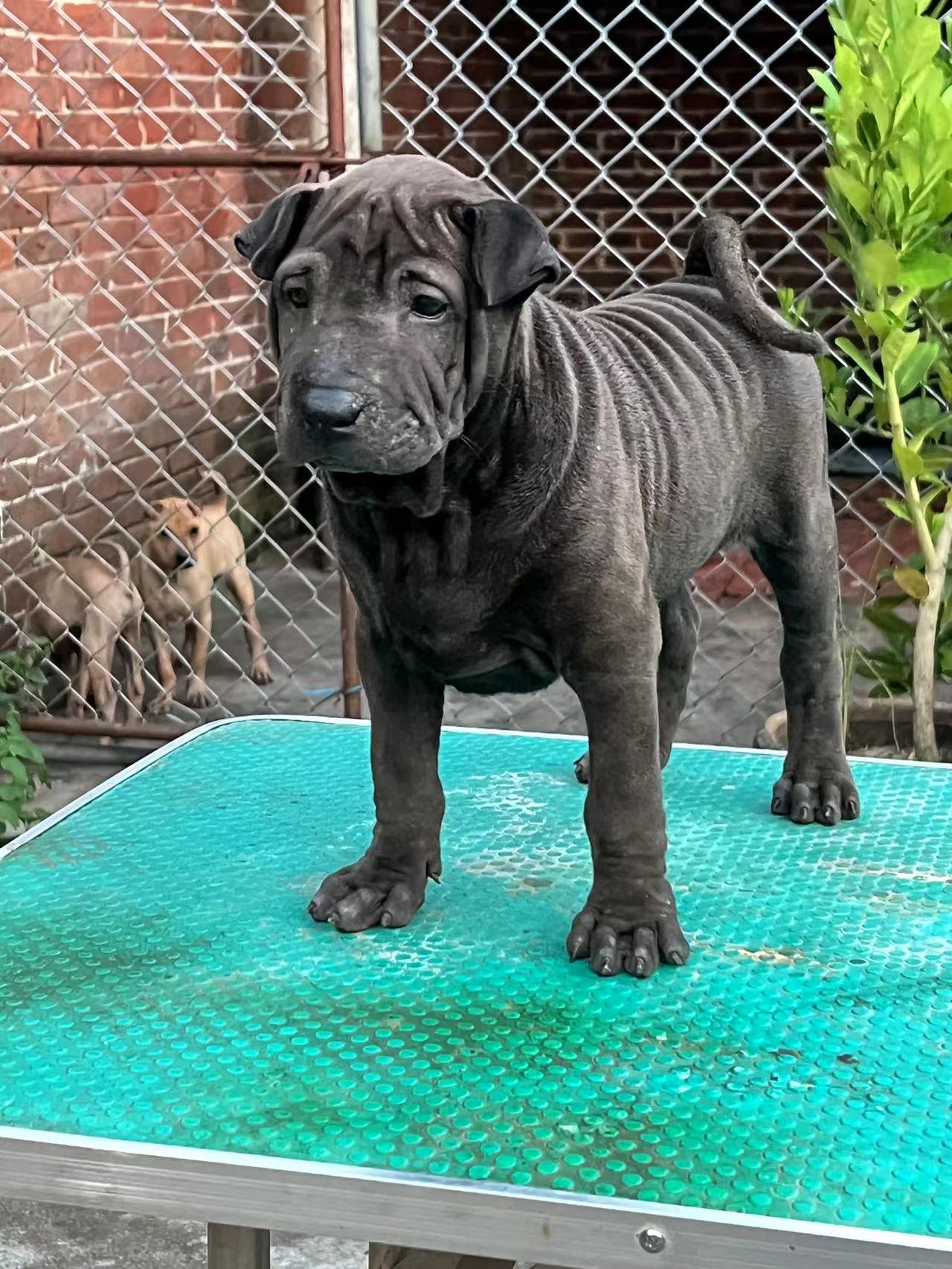 " data-lemmaid="219665">标准 /a>为hkka(hong kong and kowloon