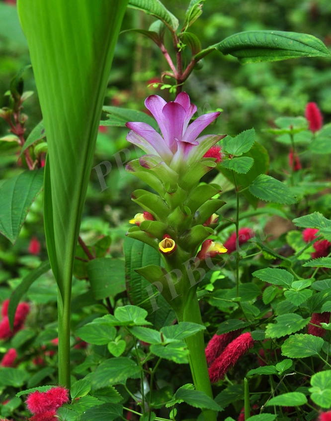 莪术( i>curcuma phaeocaulis /i> valeton)姜科姜黄属多年生草本植物