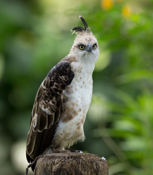 south philippine hawk-eagle