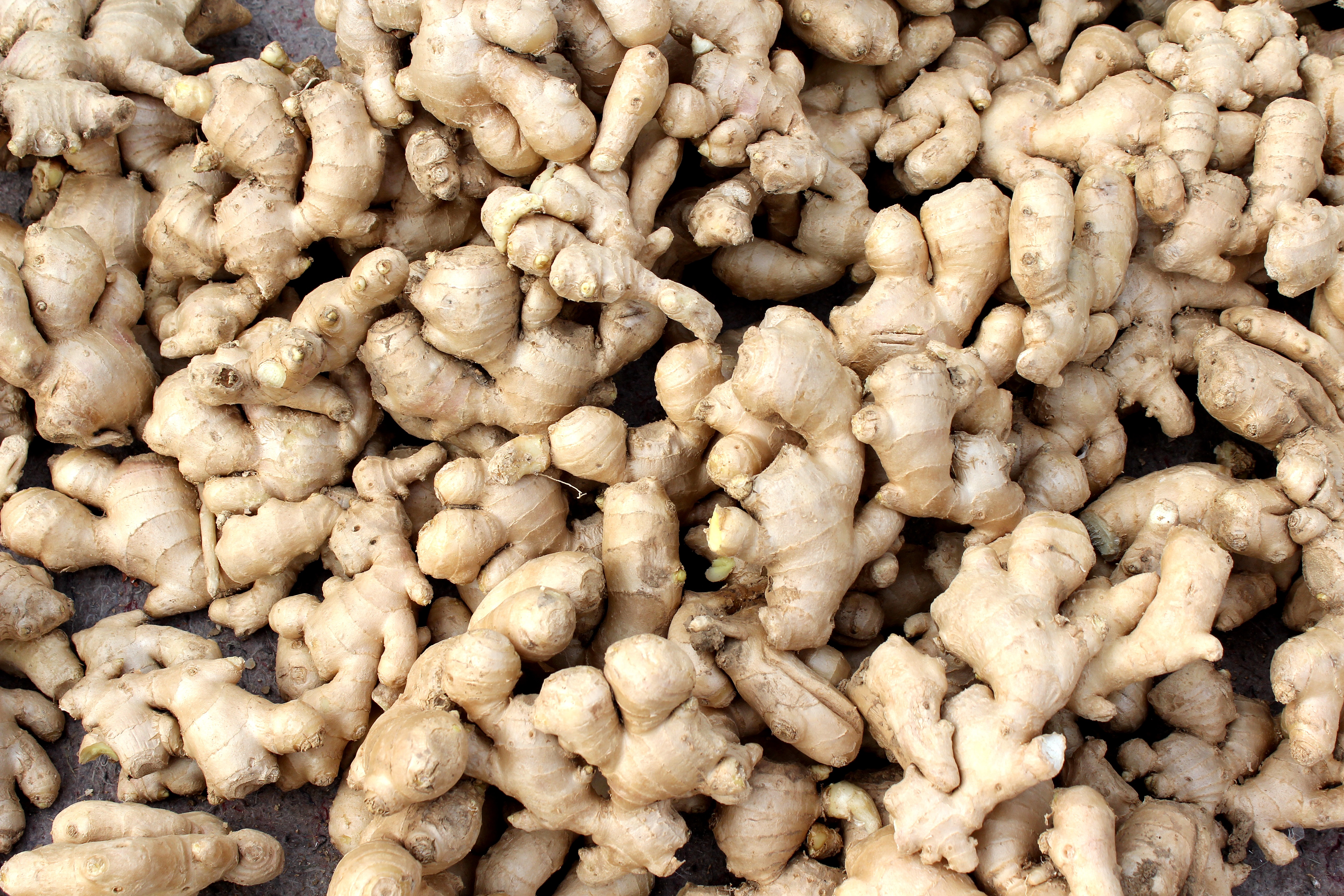  p data-id="gnwwqsj0uy"> a target="_blank" href="/item/莱芜生姜