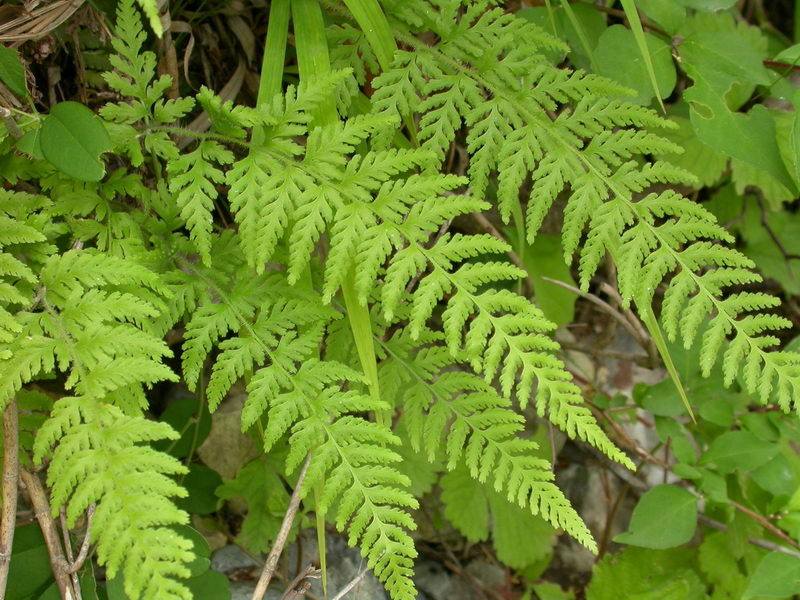  p>蕨科(学名:pteridiaceae)是真蕨目下一个科,为陆生,中型或大型蕨类