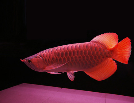 红龙鱼